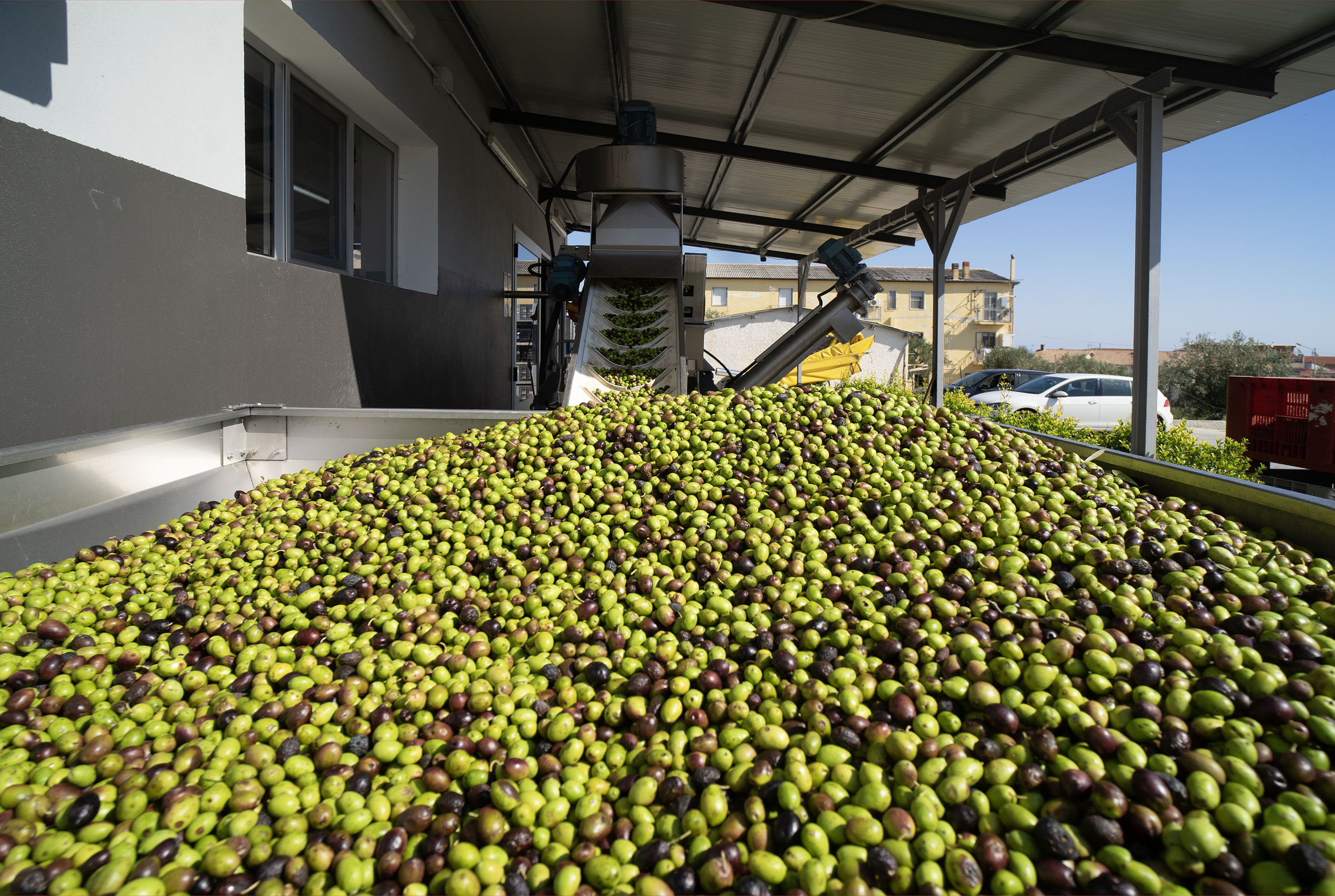 pure olives from europe, italy