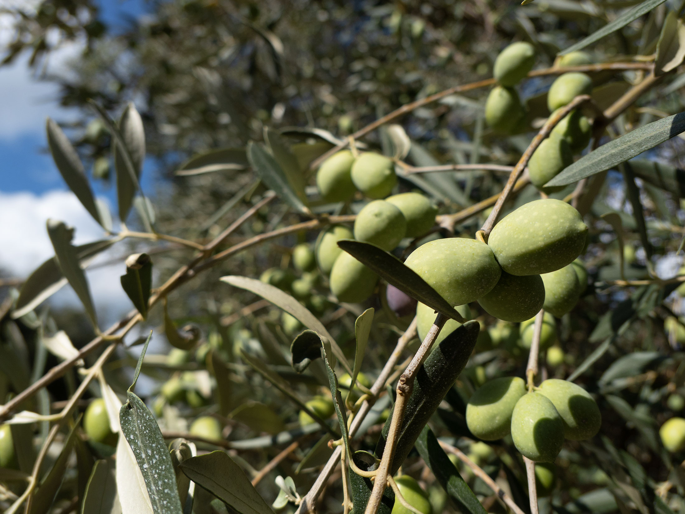 harvestig of olives in europe with a tractor