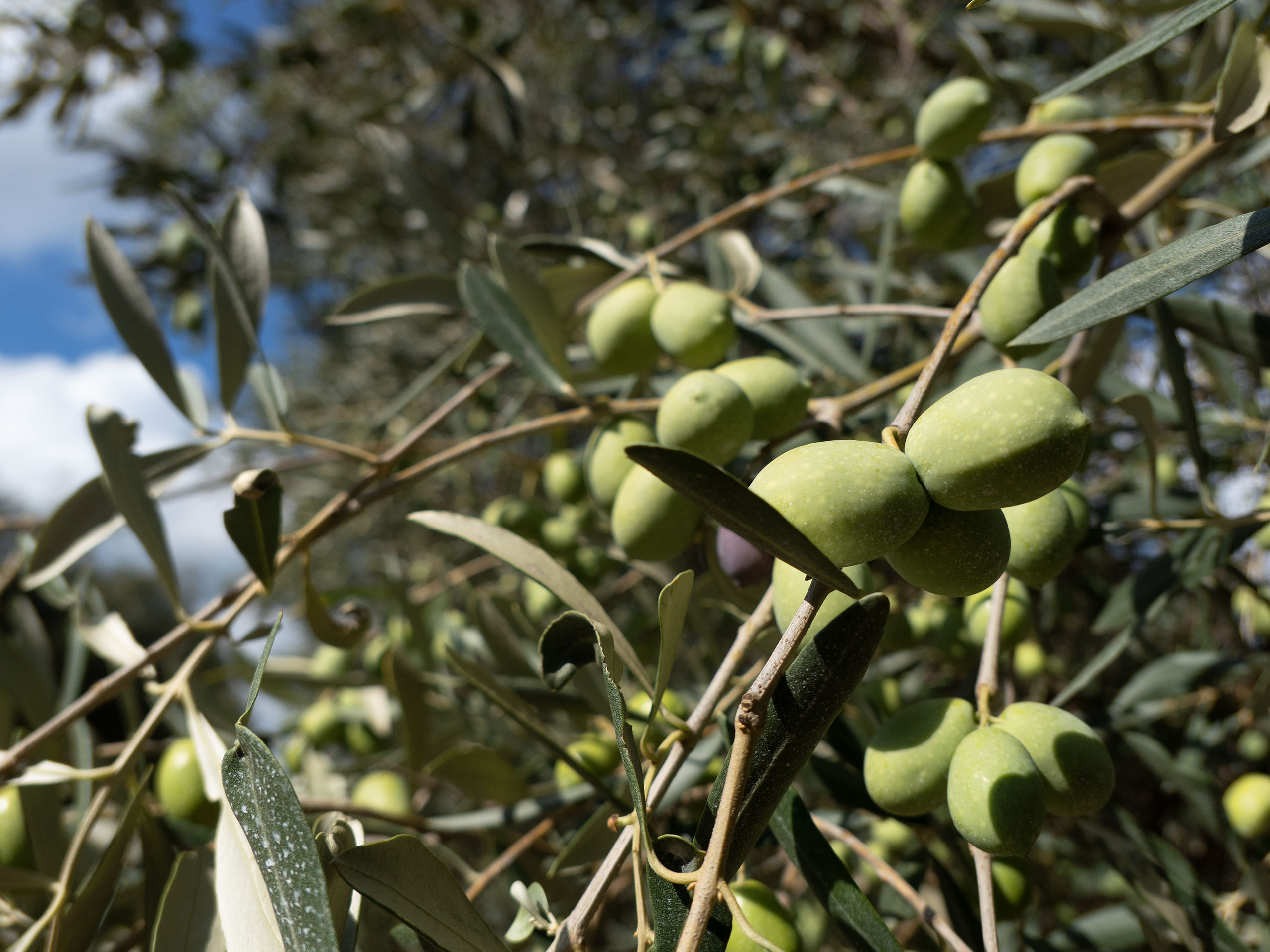 olive tree frome italy, europe