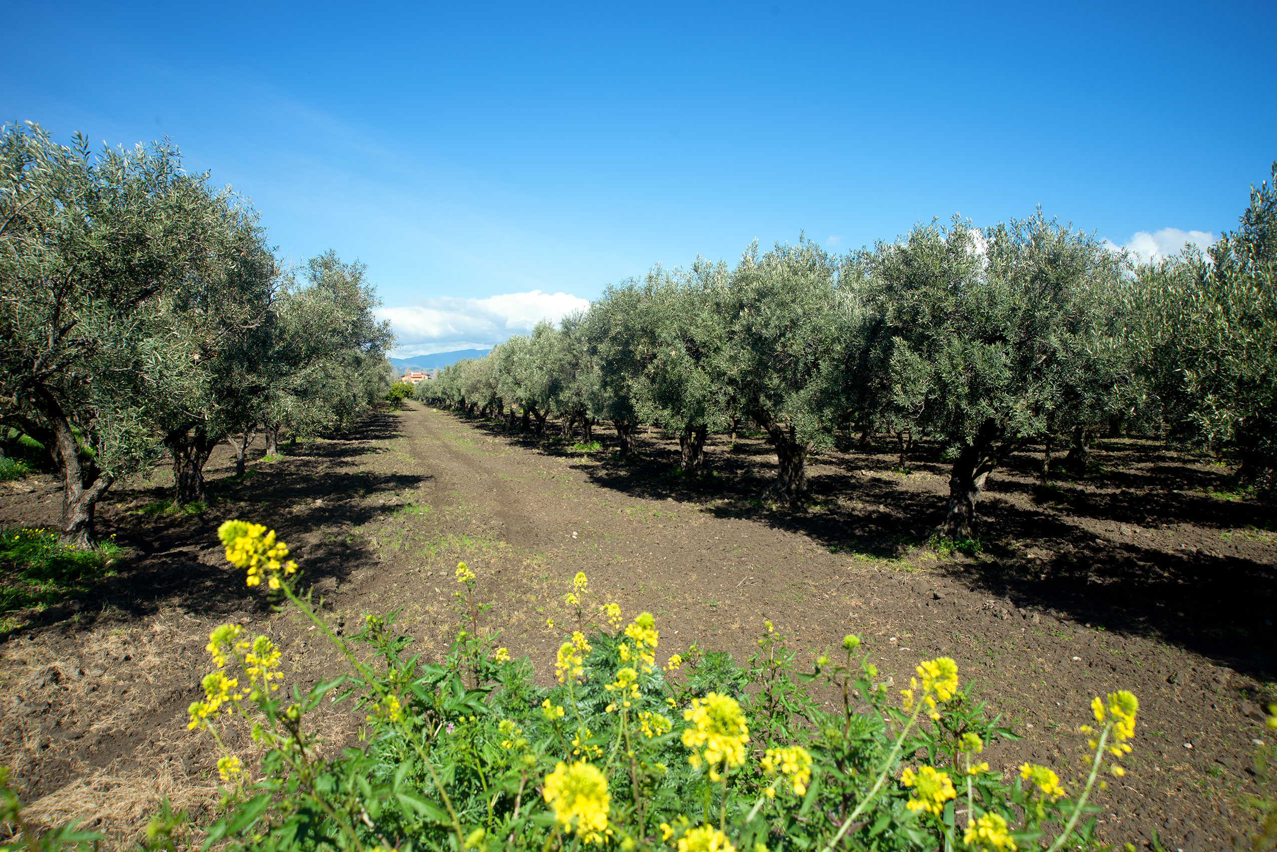 olio pata european olive trees in italy